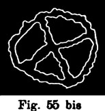 issel1901fig55bis
