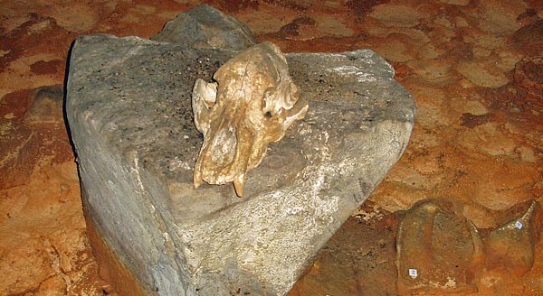 Un-crâne-dours-déposé-sur-une-grosse-pierre-©-Jean-Clottes-Centre-national-de-la-préhistoire.jpg